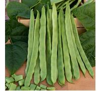 Graine - Vilmorin - Haricot Grimpant Plat Vert Mistica - 10 m
