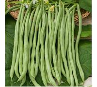 Graine - Vilmorin - Haricot Grimpant Vert Fortex (Obtention I.N.R.A.) - 20 m