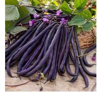 Graine - Vilmorin - Haricot Grimpant Violet Mélissa - 20 m
