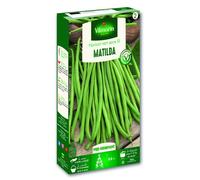 Graine - Vilmorin - Haricot Matilda