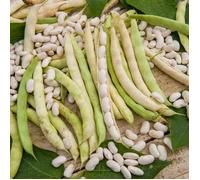 Graine - Vilmorin - Haricot Nain à Ecosser Soissy (type Soissons Pont l'Abbé) - 10 m