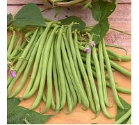 Graine - Vilmorin - Haricot Nain Vert Delinel