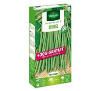 Graine - Vilmorin - Haricot Nain Vert Divinel + 20 g Offert