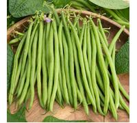 Graine - Vilmorin - Haricot Pongo - 20 m