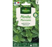 Graine - Vilmorin - Menthe Marocaine