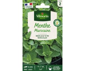Graine - Vilmorin - Menthe Marocaine