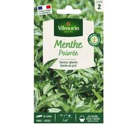Vilmorin – Menthe poivrée, plante aromatique – Idéale pour cocktails et salades, fort développement