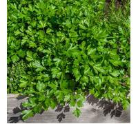 Graine - Vilmorin - Persil Commun 2