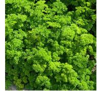Graine - Vilmorin - Persil Frisé Vert Foncé
