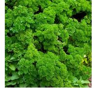 Persil frise vert fonce bio Vilmorin