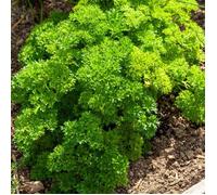 Vilmorin Persil Frisé Alto Creation - Vert 90 x 2 x 140 cm