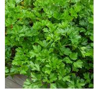 Vilmorin Pack de graines Persil commun Géant d'Italie 3790542