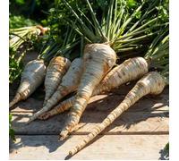 Graine - Vilmorin - Persil Tubéreux Halblange - BIO