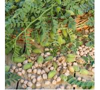 Vilmorin Pois chiche twist boite série 10m