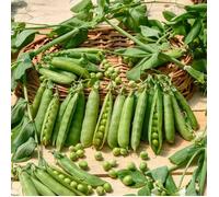 Graine - Vilmorin - Pois Grimpant à Grain Ridé Téléphone à Rames - 20 m