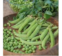 Vilmorin - Graines de Petits Pois à Rame à grain rond SERPETTE GUILLOTEAUX - 10 mètres
