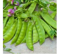 Graine - Vilmorin - Pois Mangetout Géant à Fleur Violette - 10 m
