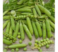 Pois Nain à Grain Ridé Karina - 20 m - BIO