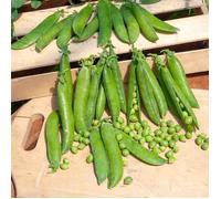 Vilmorin Pois Precovil Création – sachet – série 5m