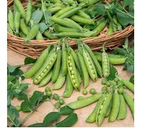 Vilmorin Pois très hatif d Annonay Boite série 20m, Vert