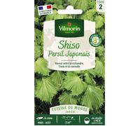 Vilmorin – Plante annuelle – Shiso vert – Facile à réussir, feuilles graphiques décoratives