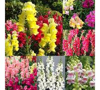 Graines antirrhinum, 50 graines de Snapdragon de couleur mixte antirrhinum, majus bonsaï de jardin Graines.