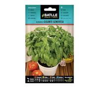 Graines aromatiques de Batlle - Basilic géant génois (4g), vert