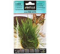 Graines aromatiques de Batlle - Herbe à chat (15g), vert