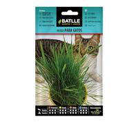 Graines aromatiques de Batlle - Herbe à chat (15g), vert