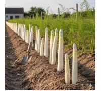 Graines Asperge Argenteuil rustique