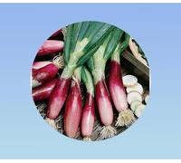 graines ciboule rouge 0,5 gramme soit environ 250 graines - allium fistulosum