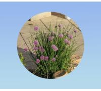 graines ciboulette 0,25 gramme soit environ 200 graines - ciboulette Civette - allium schoenoprasum