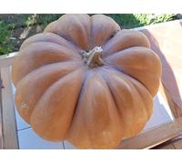 GRAINES CITROUILLE MOSCATA DI PROVENZA