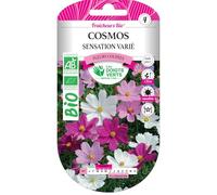 Graines cosmos sensation varié BIO Les Doigts Verts
