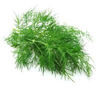 Graines d’aneth BIO - 1 000 graines d’aneth (Anethum graveolens) - Graines aromatiques BIO pour jardin, pot, balcon et potager - Aneth frais à cultiver soi-même