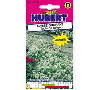 Graines d'Alysse Odorant - Tapis de Neige - Environ 2800 graines - Fleurs blanches - Parfum de miel - Hauteur 15 cm