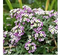 Graines d'Alysse Tapis Royal - Vilmorin