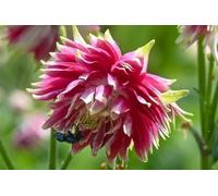 Graines d'Ancolie des jardins Nora Barlow - Aquilegia-fleurs vivaces