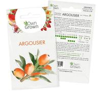 Graines d'Argousier : Kit semences d'Argousier pour environ 5 semis à planter et faire pousser - Graine d'arbre fruitier, fruit du