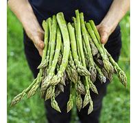 Graines d'asperges, 20+ graines, non OGM biologique, taux de germination de 90%, graines de la plus haute qualité, 100% asperges fraîches plantées fraîches (vertes)