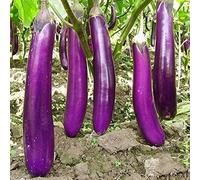 Graines d'aubergine longues violettes, 1 sac de graines d'aubergine Mini graine naturelle de légumes frais pour balcon