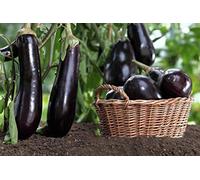 Graines d'aubergine pour la plantation 400 - Non OGM - Longue grande aubergine - Graine biologique - Germination élevée - RENDEMENT ÉLEVÉ