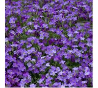 Graines d'Aubriete Roi des bleus - Vilmorin