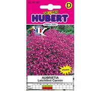 Graines d'Aubrietia vivace - 250 graines - Floraison avril à juin - Fleurs pourpres - Semences reproductibles