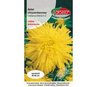 Graines de Aster tall chrysanthemum jaune olive 0.5g - Torseed