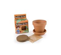 Graines de Bananier en pot de culture pour enfants G