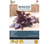 Graines de basilic Buzzy Dark Opal - Environ 1,5 gr | Buzzy_080912