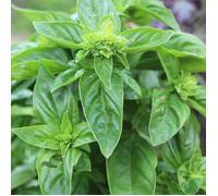 Graines de Basilic Citron - Vilmorin