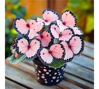 Graines de Bégonia papillon de la lune Fleurs printanières magnifiques 110 graines roses