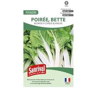 Graines de blette blonde à carde blanche